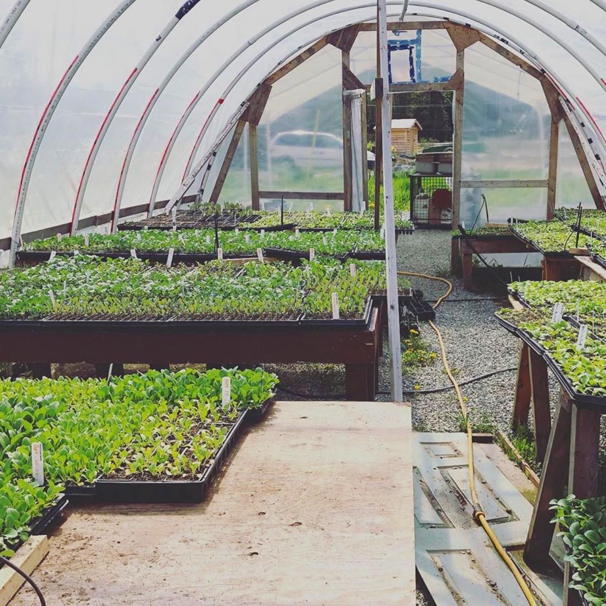 FreelanceMkt1's tweet image. So excited to see what Blue House Organics has growing 🌱 
This certified #organic farm nourishes the Sea-to-Sky and Vancouver communities with sustainably and lovingly grown produce 💚 
#freelancemarketingclients #bclocal buff.ly/2Vd3XSs