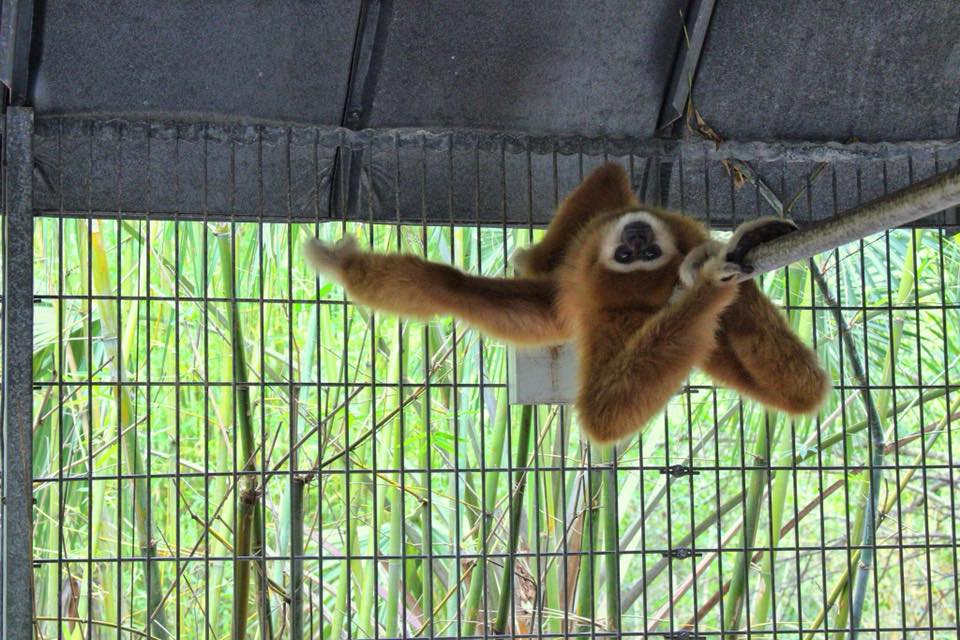 Merlin lounging in the heat!