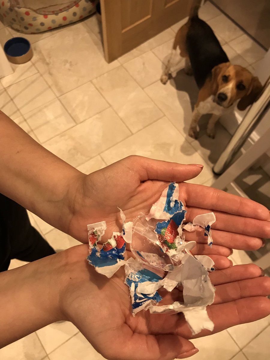 BeagleandMe's tweet photo. #DailyMabel 

Foolishly left a yogurt pot on the sofa for 0.8 seconds. https://t.co/KcaDppxu3j