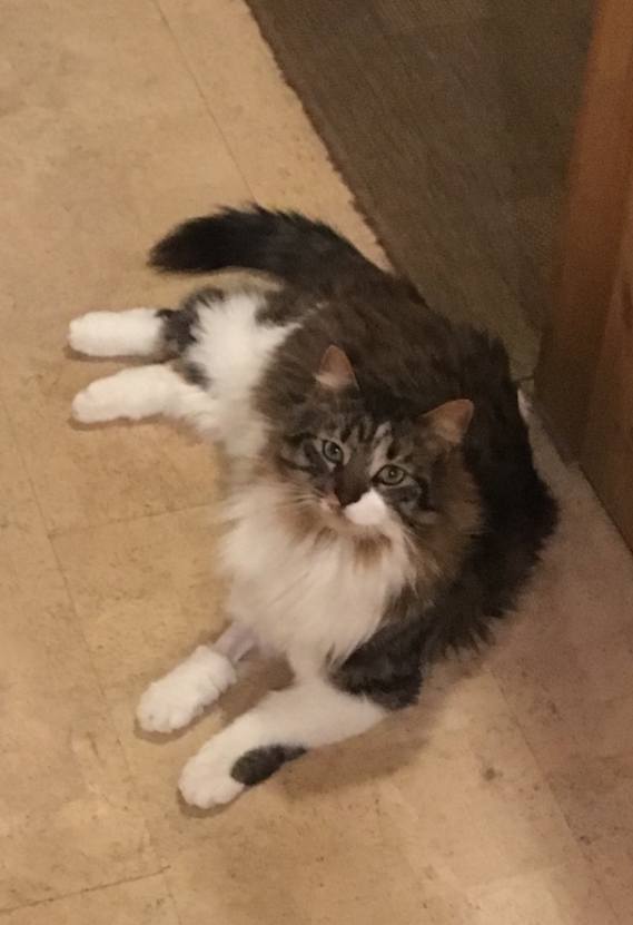 LollypopSpotter's tweet photo. This handsome boy is Hank. He was last seen in the area of Lafayette Road, near Longcroft Road in Irondequoit on 5/10. Can you help us bring him home?
#lostcat #helphank #roc
https://t.co/bvFWeapT1d https://t.co/VU8VY1HuRO
