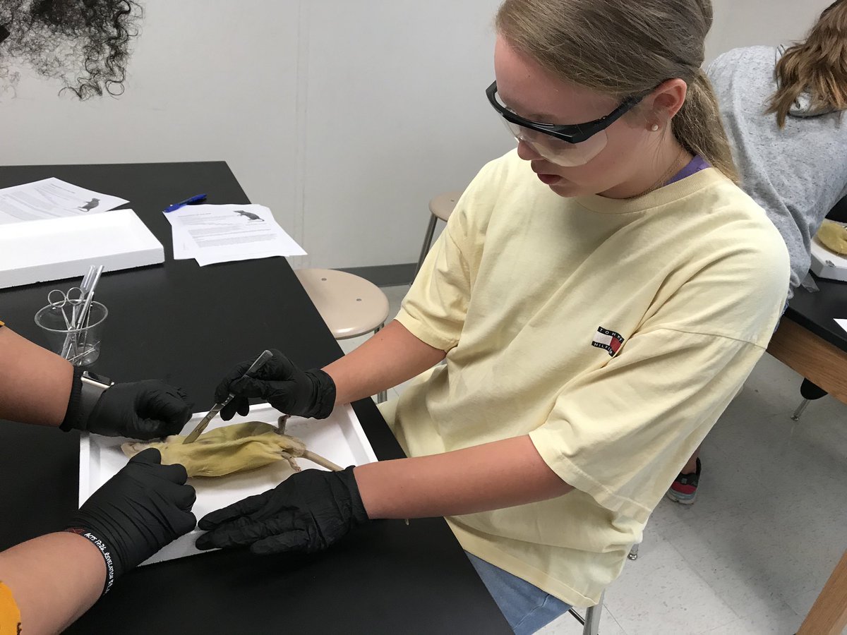 JessalynAleece's tweet photo. Some students dissect owl pellets. Some students dissect frogs. We dissect rats! Rev’s crew did an incredible job in the lab! #RatAttack #RevUpScience @GoBucsSJHS https://t.co/kvrXaC13Je