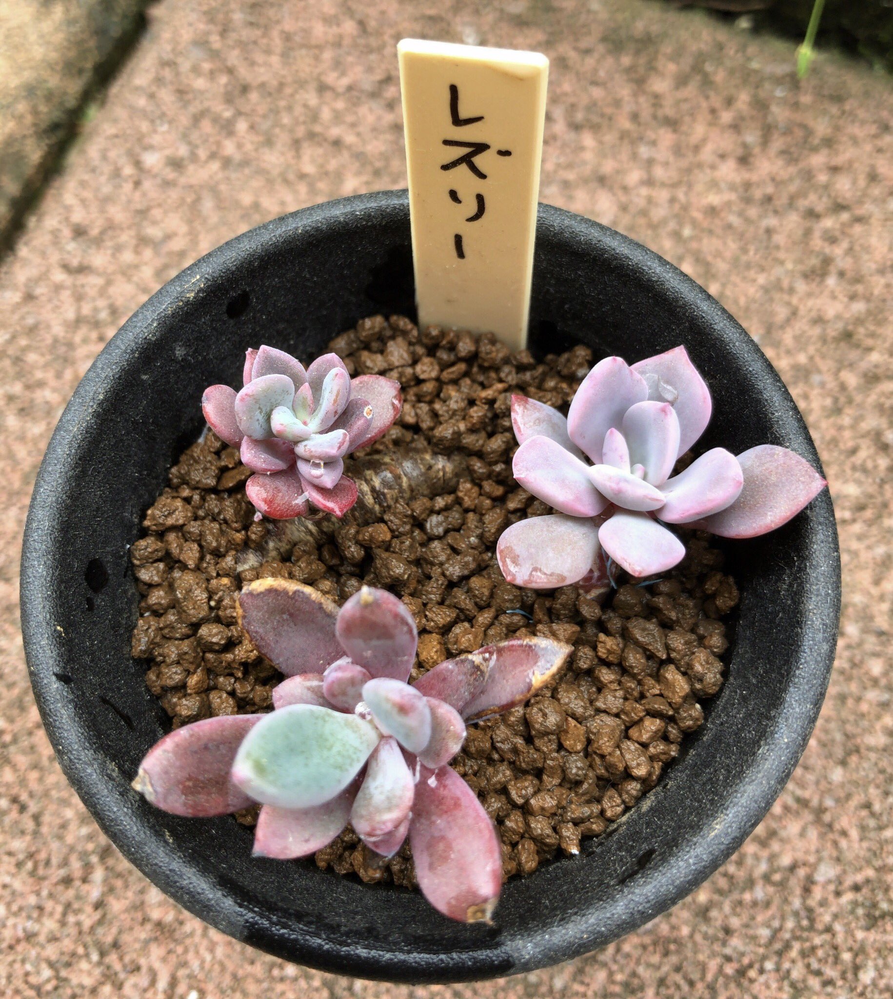 Uzivatel カブトガニジョン Na Twitteru Echeveria Cv Rezry エケベリア レズリー ちびっ子のレズリーは可愛い The Seedling Echeveria Rezry Is Cute 多肉植物 エケベリア Succulent Echeveria Rezry レズリー T Co Cbqkum0ajk Twitter