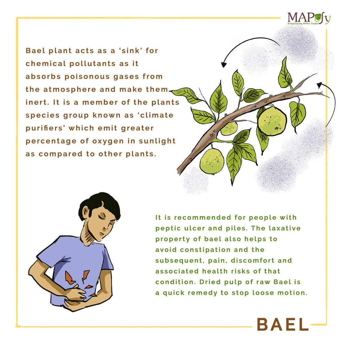 MaPefy's tweet photo. Visit https://t.co/XQEDtHMq41
#Agroforestry #Windbreak #oxygen #ayurveda #unani #gastro #lever #dashmula #essentialoil #Himalaya #asia #badodor #alkaloids #treegum #herbal #mapefy https://t.co/uKxsIIlXQ2