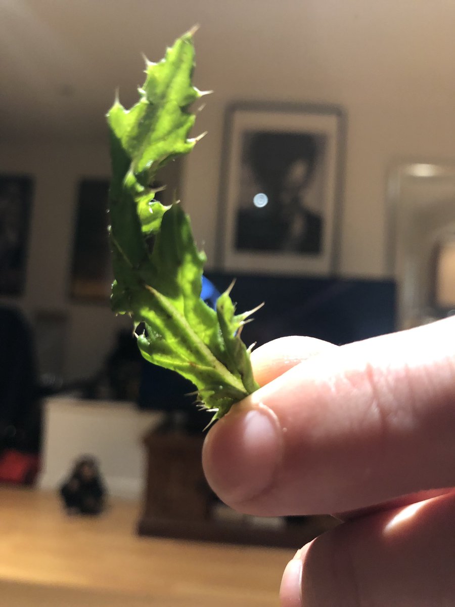 bessiewalker's tweet photo. Nice one @Tesco just found a leaf full of thorns in my spinach, woulda been cute going down my throat 👍🏽 https://t.co/rZvN5Vca5S