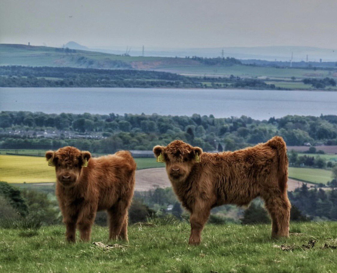 TenonTours's tweet photo. Our favorite day of the week is here again, #CoosDay😍 A special thanks to 📸:
@higlandbeef
@missouri_mountain_goat
@jefinuist
@nichbrand
#TTFeaturedDestination #TenonTours #ScotlandIsNow #VisitScotland #TravelWithTenon #ScotSpirit #CoosDayTuesday #TravelWithTenon #CooCalf https://t.co/M3B8APQ2MT