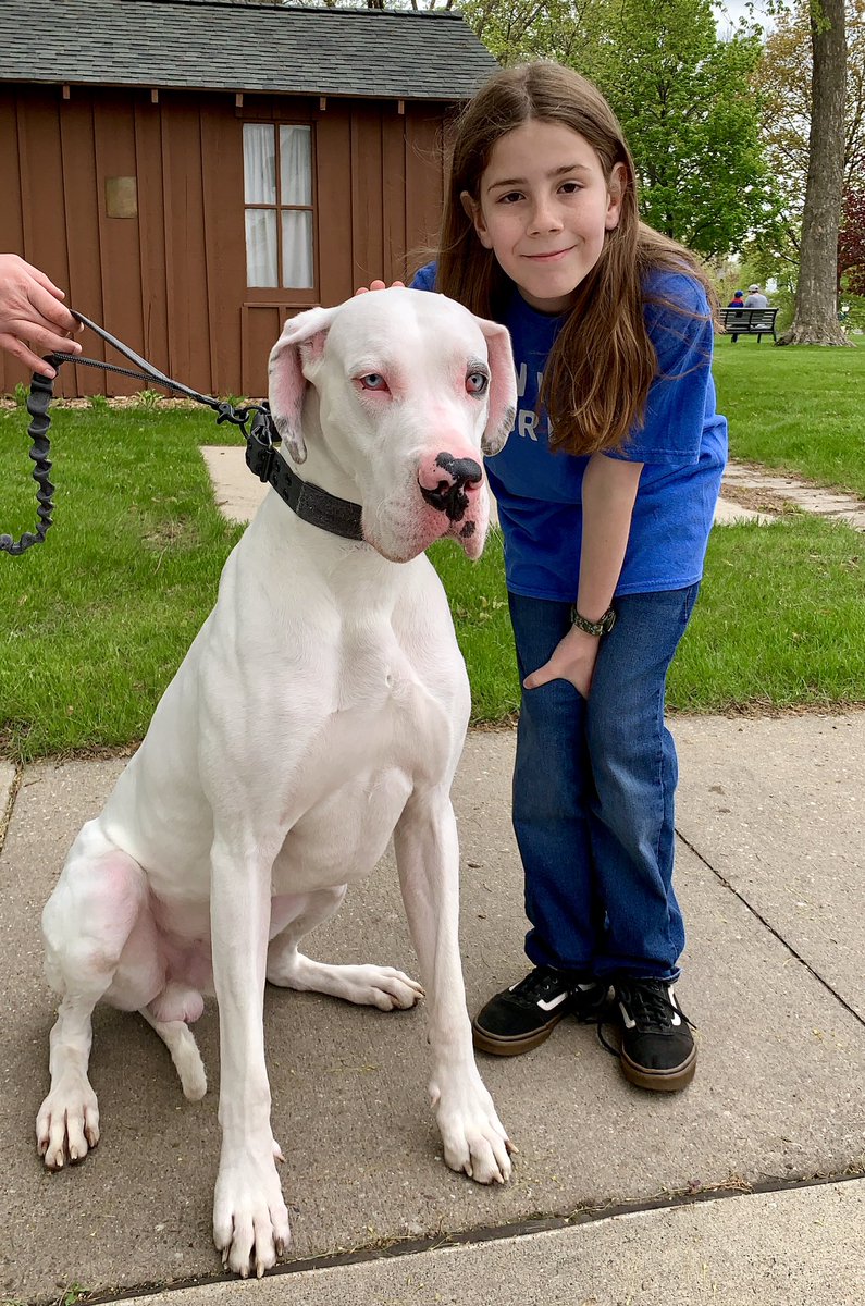 IvePetThatDog's tweet photo. I pet Noble. He is a 1 year old Great Dane. Noble weighs 130 lbs and is still growing. His dad weighed 180 lbs when fully grown. Noble eats a jar of peanut butter each week. Even though he is a big dog, he is afraid of trash cans. On his walks, Noble won’t go near them. https://t.co/z8pcggvxIo