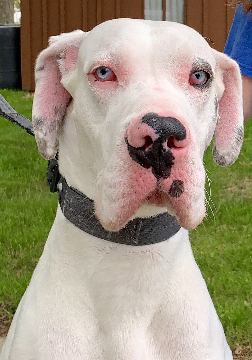 IvePetThatDog's tweet photo. I pet Noble. He is a 1 year old Great Dane. Noble weighs 130 lbs and is still growing. His dad weighed 180 lbs when fully grown. Noble eats a jar of peanut butter each week. Even though he is a big dog, he is afraid of trash cans. On his walks, Noble won’t go near them. https://t.co/z8pcggvxIo