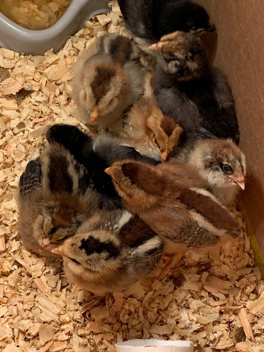 Piles of baby chicks!!!  ⁦@Sundown_e⁩ #teamsundown