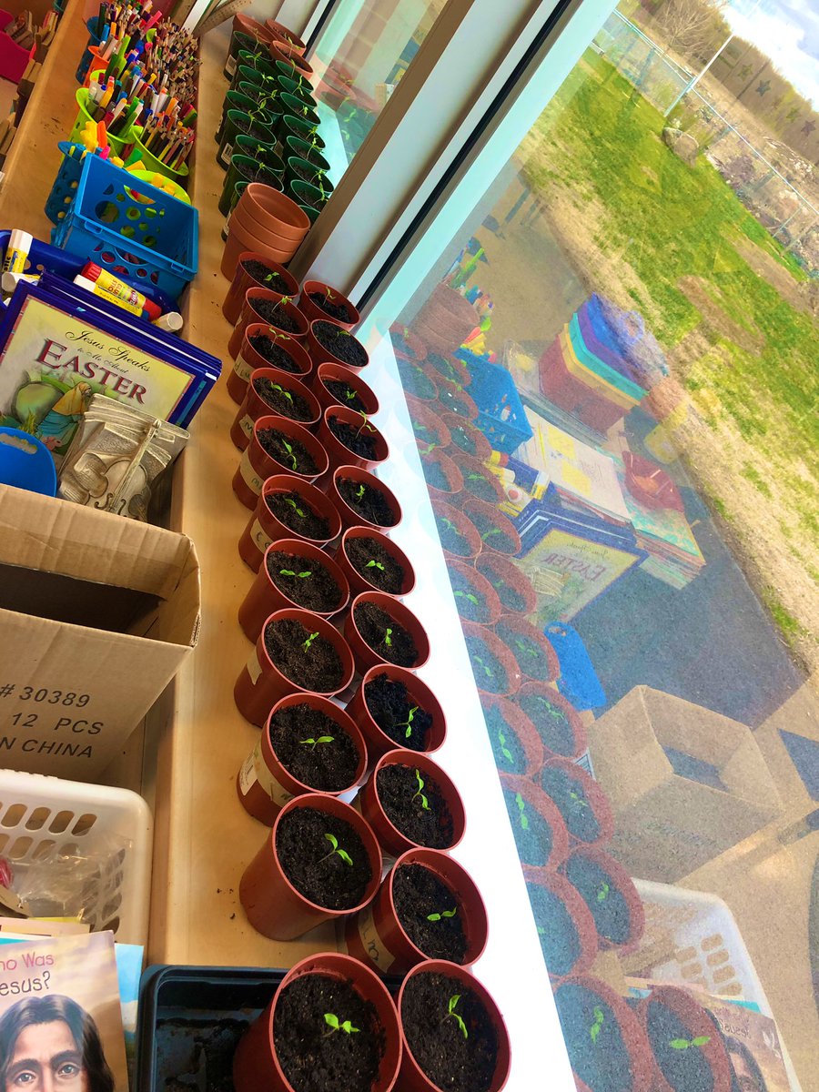 What a great way to end the day! 🌱 Thank you @MeaghanRyan5 and our Gr. 1 friends for visiting us during science today. We had a blast collaborating & planting our space tomatoes with you! 🍅 It was out of this world 😉☄️💫
@StIsabelOCSB #BeCommunity
@Tomatosphere #BeInnovative