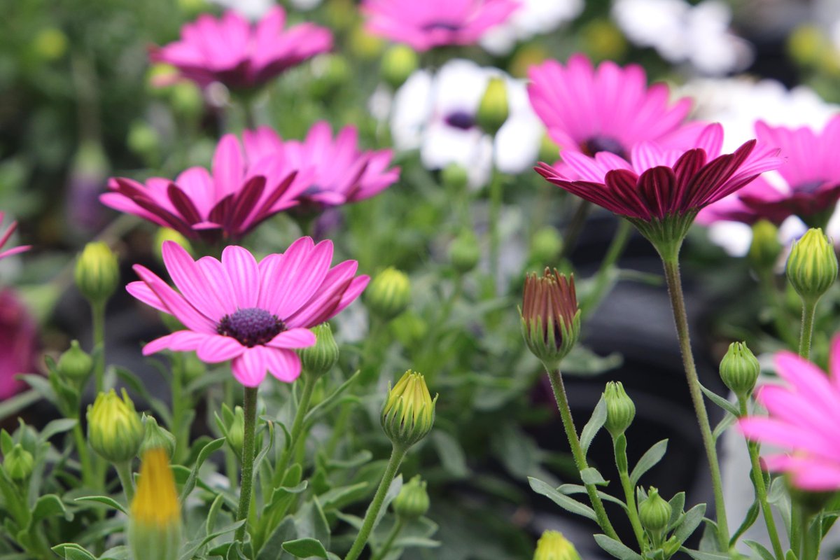 SquareDealSD's tweet image. Just like any living thing, plants require special care to grow and flower. Get some gardening tips from a local horticulturist in this week's @SquareDealSD