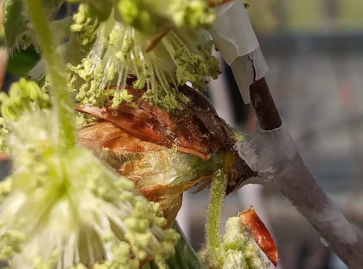 treebreederKoch's tweet photo. It's time! Anthers on male beech flowers dehisc and pollen is released. Next step - pollinations to produce beech bark disease resistant seedlings!
#treeresistance #treebreeding @Aletter_ForYou photo credit @usfs_nrs @MichiganDNR @MInvasives @MichiganDNR_UP https://t.co/nqf7amDwws