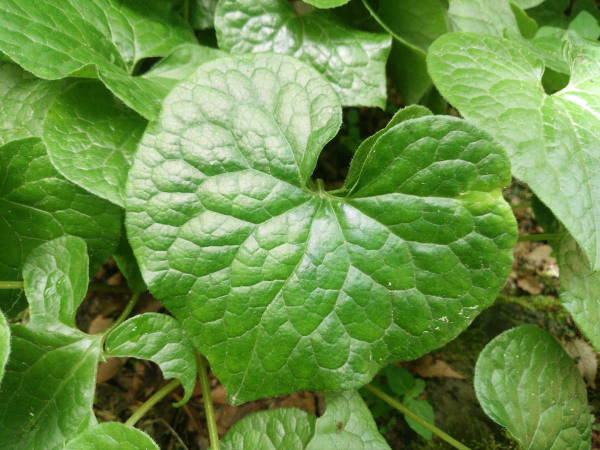 光惟 菓子暦 No Twitter 賀茂葵 は半生菓子で 賞味期限は二週間ほどありますからお土産にイイかも知れません 小豆の粒の 凹凸を上手に使って葵の葉を写しています 流行で甘さはスッキリ控え目 比較でホンモノの葵の葉も