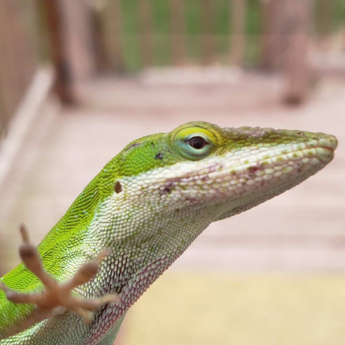 USMCTexian's tweet photo. How you doin? #LizardLips https://t.co/tQdc6aqEBH