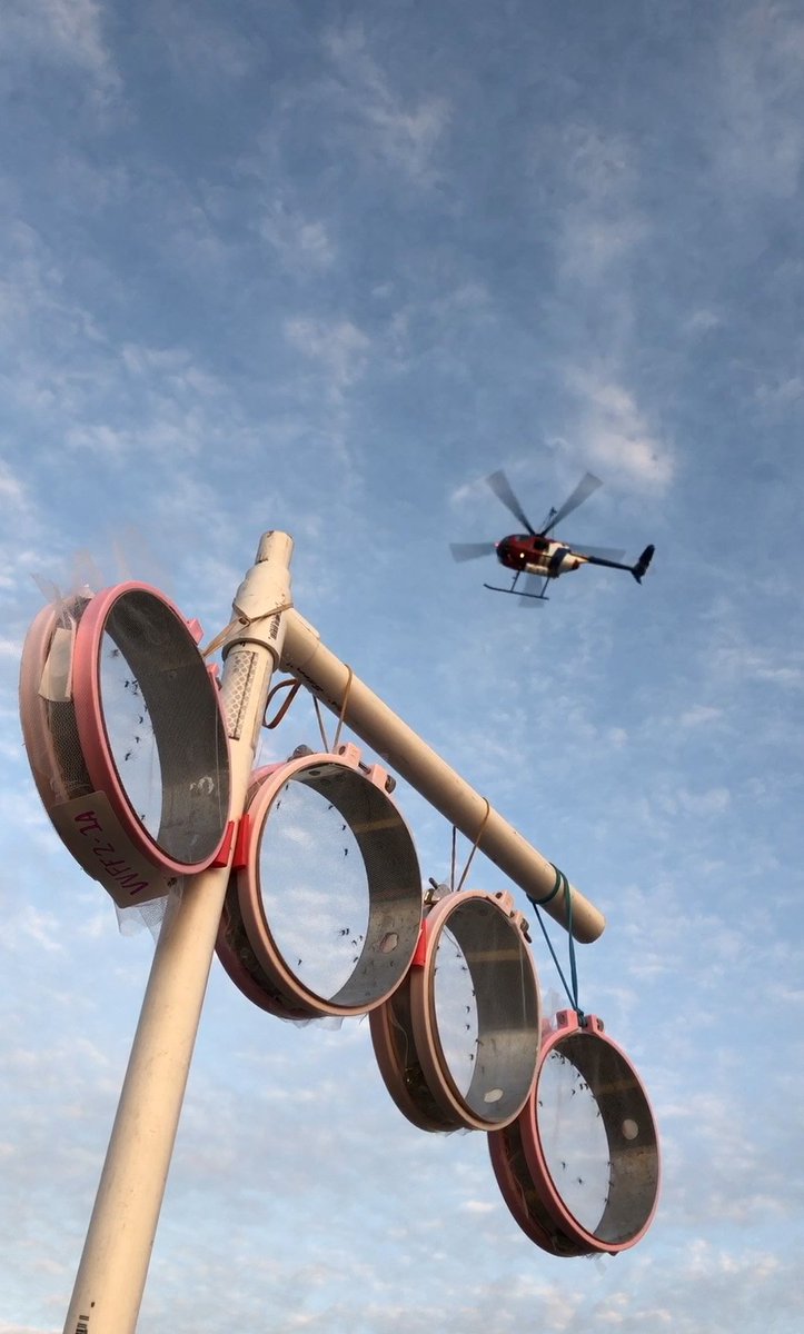 CollierMosquito's tweet image. Early morning work with @USDA and @USNavy testing #mosquito strains for their resistance to #pyrethroid-based control materials. All of this research helps us to effectively #FightTheBite. #SWFL