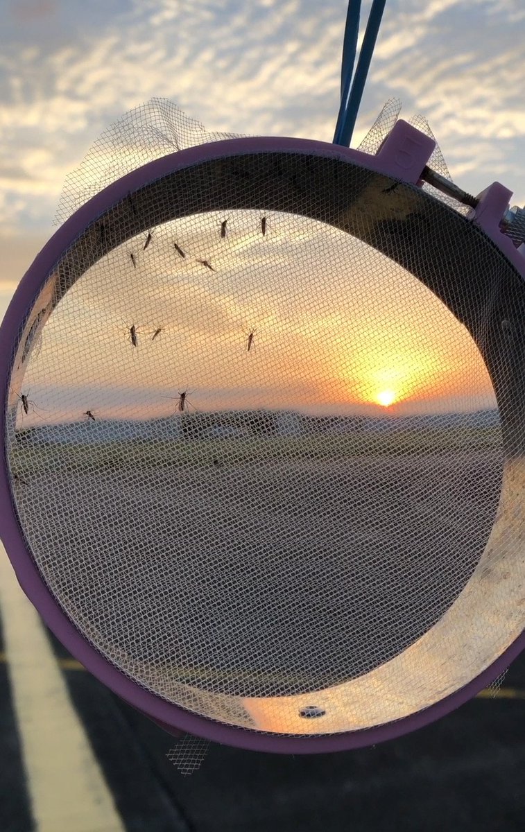 CollierMosquito's tweet image. Early morning work with @USDA and @USNavy testing #mosquito strains for their resistance to #pyrethroid-based control materials. All of this research helps us to effectively #FightTheBite. #SWFL