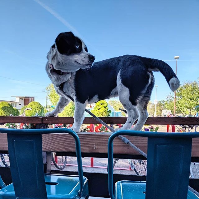 Remingtonkotsu's tweet photo. #doggo #pleasedontfall https://t.co/ZN3R5um6ia https://t.co/7JKkZdO6YX