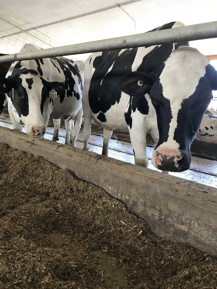 brianne__curtis's tweet photo. Last stop today was to a local dairy farm that also makes cheese onsite ! @stonetowncheese 🧀🐮@ecfwa #ECFWA19 https://t.co/wyapXSbXMe
