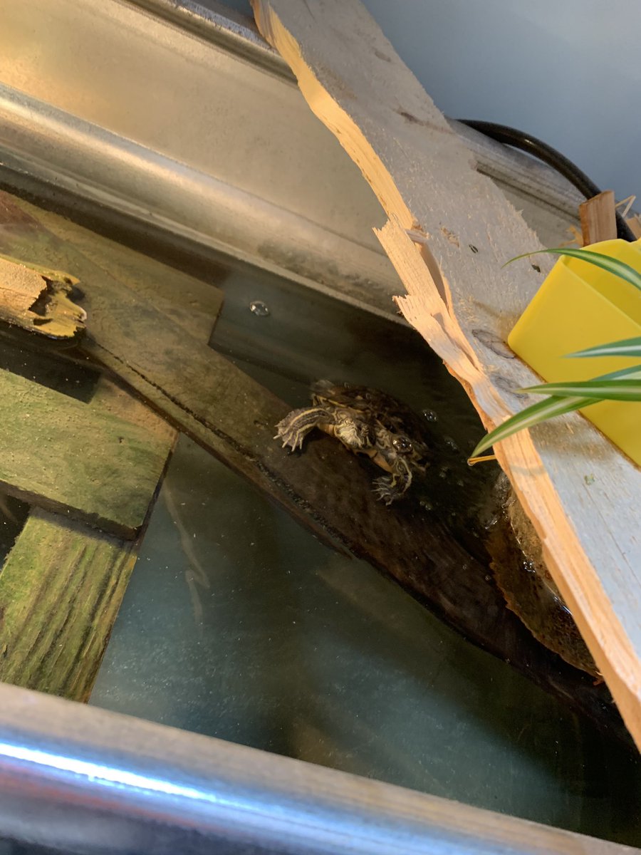 About to discuss #machineslikeme at <a href="/HeadandHand/">The Head & The Hand</a> on <a href="/technophobiapod/">Technophobia Podcast</a>. Come see us! 6:00 PM. Also, there is a turtle here. Her name is Henrietta. She’s fabulous. <a href="/ApplePodcasts/">Apple Podcasts</a>