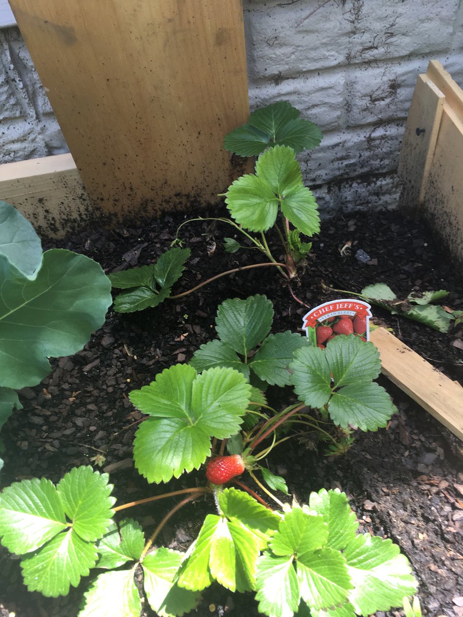 TLCpediatrics2's tweet photo. Daily Tip
Gardening with your children can teach them about the importance of good Nutrition and build their love for Fruit and Vegetables! It  can help them build confidence and build a more sustainable society!
Click here to learn more!
#tlcpediatrics 
https://t.co/UrbpmYu233 https://t.co/9GYDLv3jgV