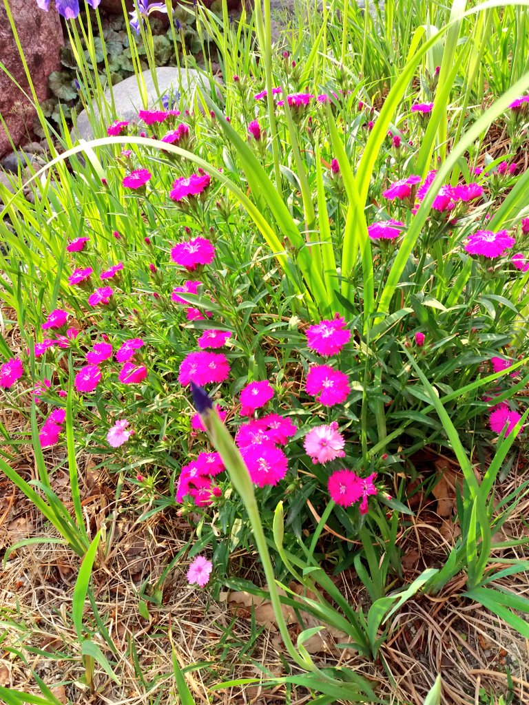 사랑한다는 말은
가시덤불 속에핀 하얀찔레꽃의
한숨같은것 내가 당신을
사랑한다는 말은
한자락 바람에도
문득 흔들리는 나뭇가지

당신이 나를
사랑한다는 말은
무수한 별들을
한꺼번에 쏟아내는
거대한 밤하늘이다

어둠속에서도 훤히 얼굴이
빛나고 절망속에서도
키가크는
한마디의 말
....