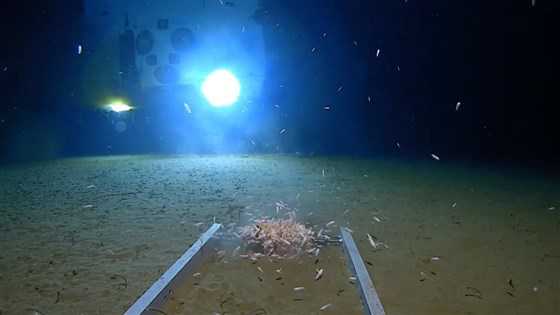 ksbw's tweet image. Explorer reaches bottom of Mariana Trench, sets new record for deepest dive ever ksbw.com/article/explor…