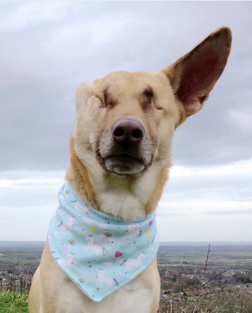 Custom Pet Gifts tweet media
