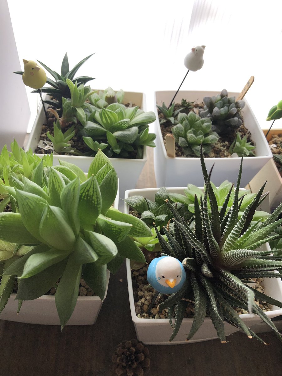 ハオルチア寄せ植え ハオルチア寄せ植え