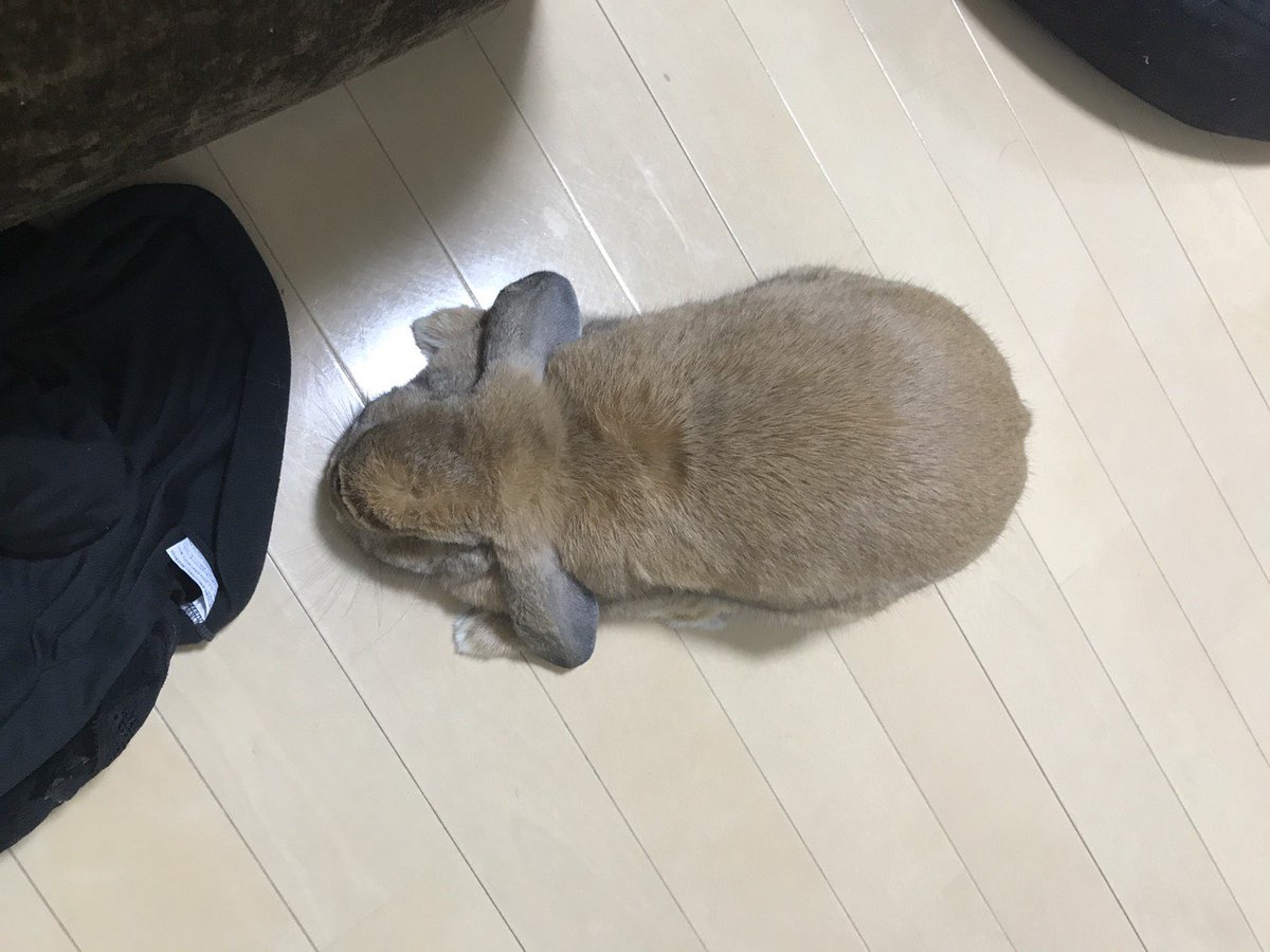 hamumichan's tweet photo. 土下座中🙇‍♀️
 #うさぎ #ロップイヤー #ホーランドロップ #ロップ #うさぎのいる暮らし  #うさぎのいる生活 #もふもふ https://t.co/x99IMh4J6A