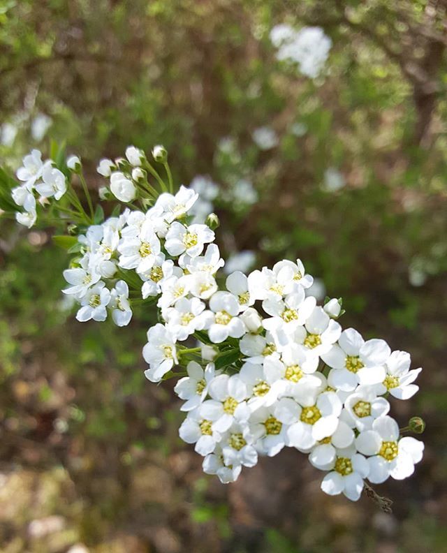 Norjanangervotkin ovat jo aloittaneet kukintansa - huomenna takapiha on varmaan täynnä valkeita kukkaterttuja 🌸🌸 #norjanangervot #kukat #flowers #flowerpower #springflowers #kevät #spring #garden #gardenlovers #lifestyleblogger #nelkytplusblogit #åbl… https://t.co/qRDFUyO3BJ https://t.co/HemOCYr2yL