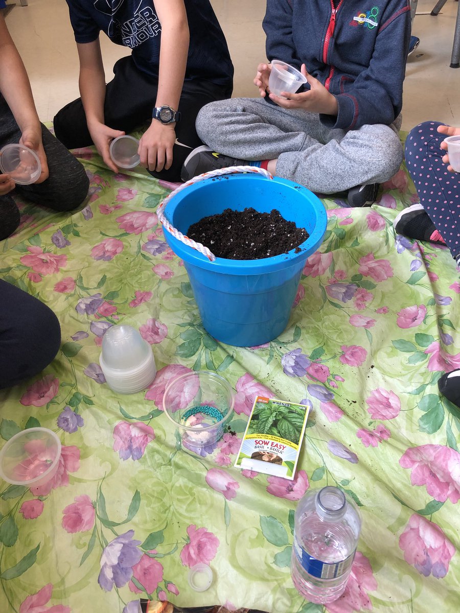 MsTaitsClass's tweet photo. Gr 3’s investing & exploring plants & soils. Let’s grow basil & observe! 🌱 #inquiringminds #handsonslearning @HaltonDSB @JamesWHillPS https://t.co/c1Ip369HrO