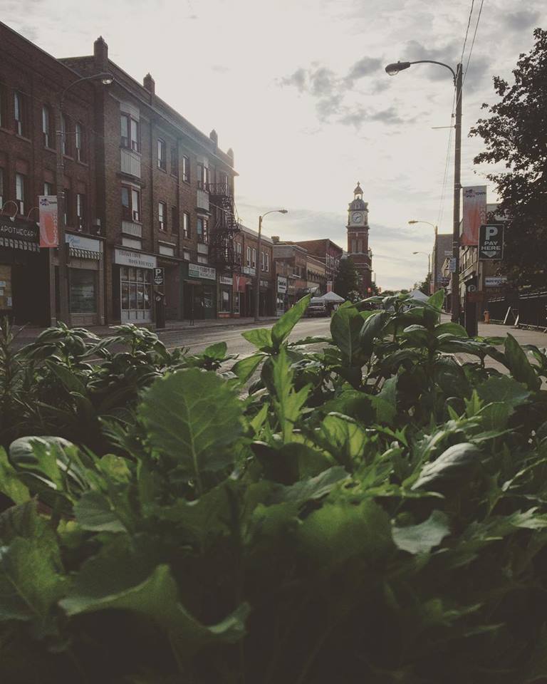 Ptbo Downtown Market tweet media