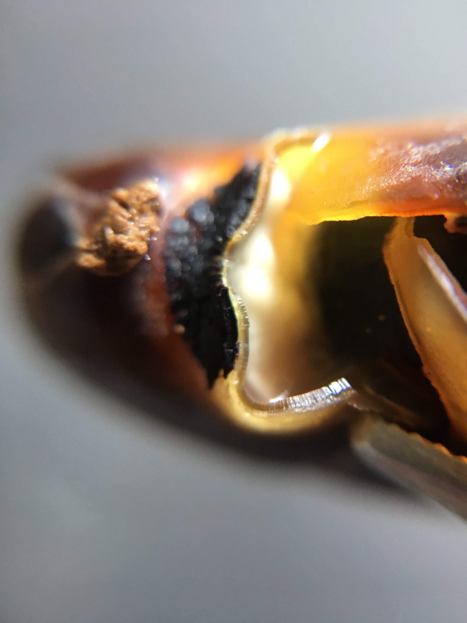 Tikirou アダンソニア ザの種から公衆トイレの匂いがしているのでひっくり返したら完全に腐ってました 全部 こないだ捨てたばかりなのに というわけで全滅につきザの実生は失敗に終わりました ᐛ ちーん バオバブ アダンソニア ザ 実生 腐敗