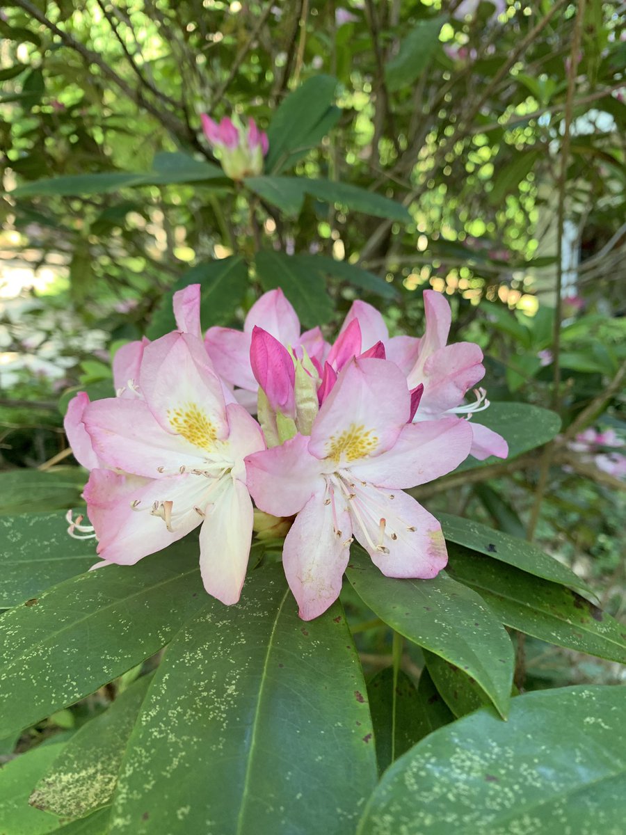 AnthonyJBuckner's tweet photo. Sometimes you find beautiful in the yard just doing its thing. #getoutsidepeople #lovingthisweather #springinalabama https://t.co/ZTI0OUg9jw
