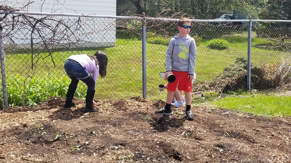 We had a great time planting strawberries in the school garden today! @lincolnk8 @lincolnk8graff