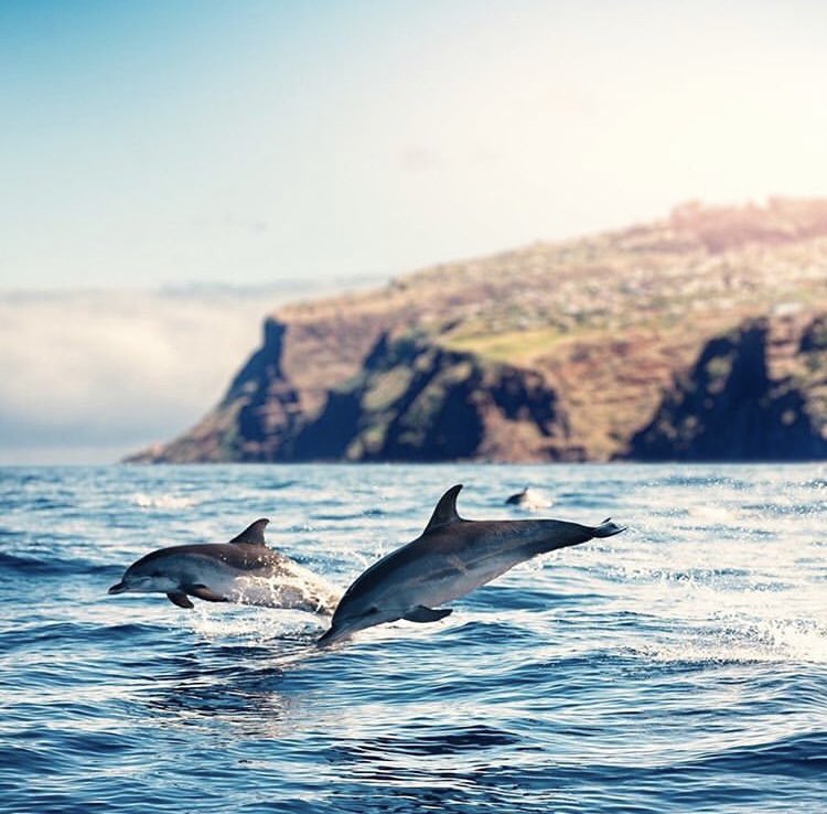 JulieMacInnes1's tweet photo. BREAKING! The Cdn gov’t has introduced amendments to the Fisheries Act, through Bill C-68, which would include BOTH a shark fin import and export prohibition, and a ban on the captivity of whales and dolphins. This could be a GAME CHANGER! 🦈🐋 Thx @liberal_party! https://t.co/QbTyFqzkuO