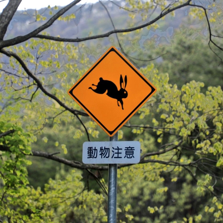 ポスティ 趣味いろいろ On Twitter 旅先で見かけた 動物注意 警戒標識 鹿 猿 牛は観たことあったけど ウサギは初物ですわ 笑 やはり 跳び跳ねてますね 標識 動物注意 Https T Co Tf9qyjkvum Twitter