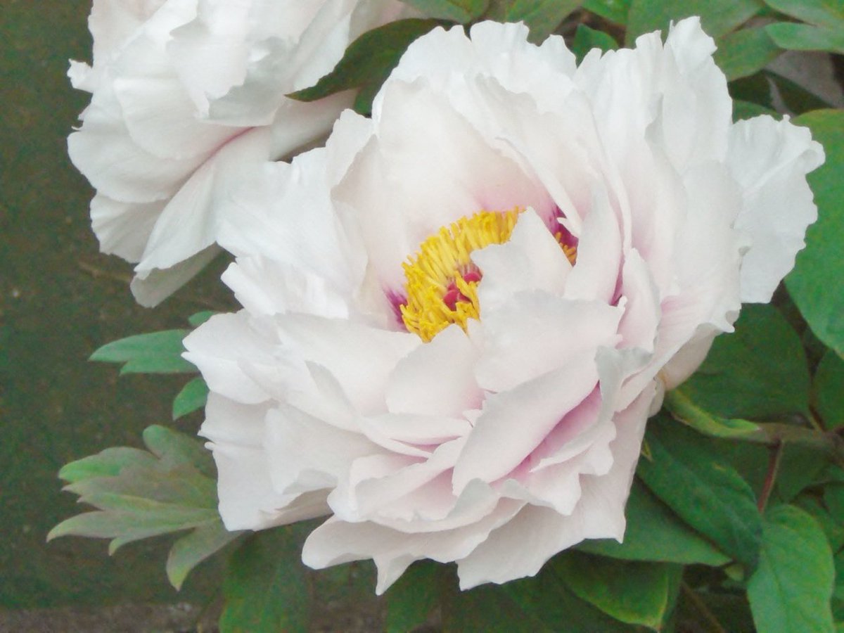 島根県花 島根県花