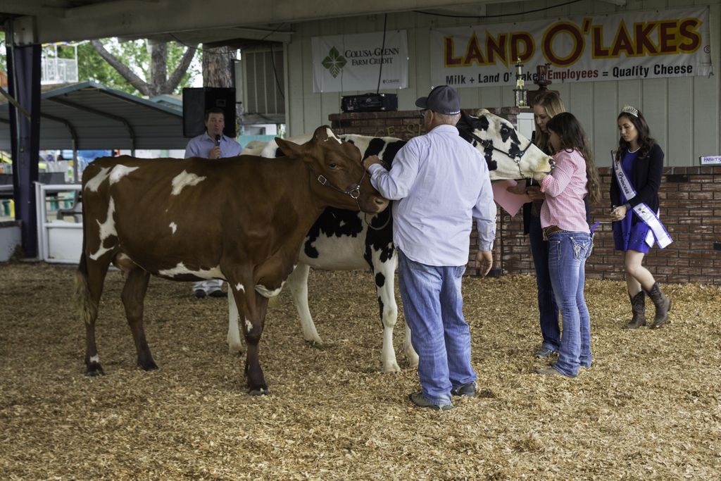 We’re excited for our 17th Glenn County Fair! We haul in the cows this evening and the dairy show takes place on Friday at 9 am in the Vince Simmons ring.