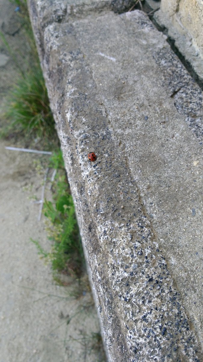 ট ইট র つざきめぐみ てんとう虫ひっさしぶり見た 小さい赤い可愛い 笑 小さいの 可愛いの てんとう虫 赤 赤 黒 オフロード サーキット プラザ坂下 バイカー女子 バイク乗りと繋がりたい