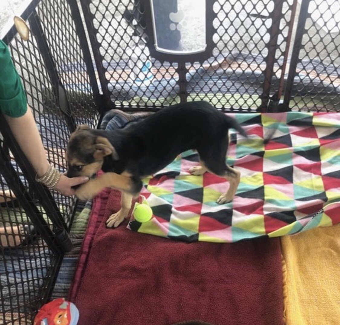 HCAhealthcare's tweet photo. Who needs a #BarkBreak? 🙋‍♀️🙋‍♂️ 

Thanks to all our colleagues who participated in today’s “Bark Break” in support of the @nashvillehumane . 

HCA Healthcare do-gooders were able to play with some puppies 🐶 and donate money and supplies to our community. #HCACares #WinWin https://t.co/Swg02tEE8V