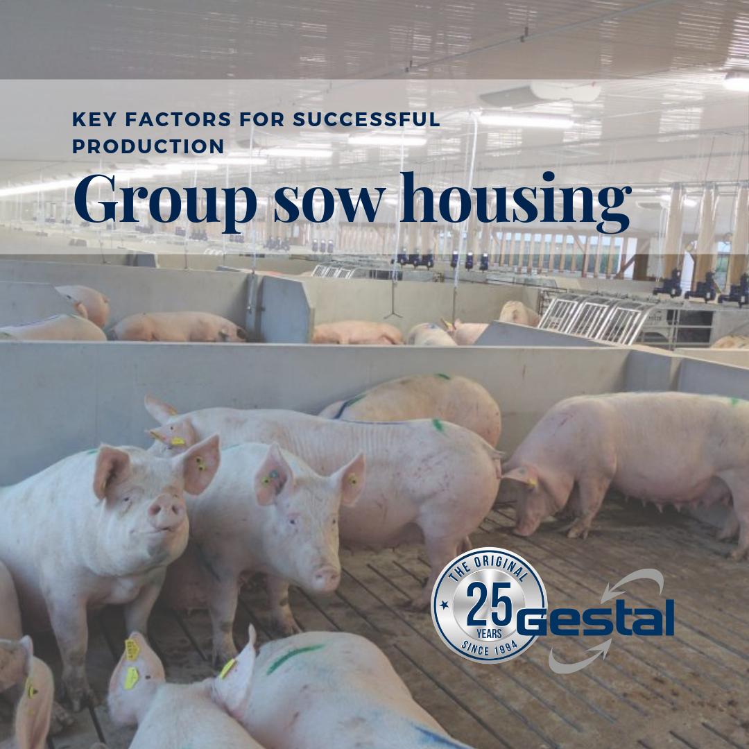 🌎 🐖 While there are pros and cons to various group housing strategies, several published reviews (McGlone 2013; Douglas et al. 2014) have indicated that group-housed sows “can" yield equivalent performance when directly compared to conventional gestation-stall housing. #gestal