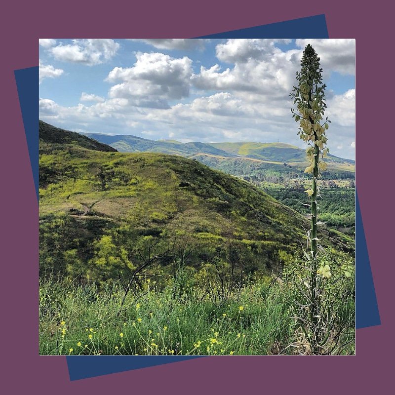 JHollandGroup's tweet photo. Have you had a chance to journey along the beautiful trail known as Santiago Creek? We love hiking and luckily there are a variety of amazing trails 🥾 nestled throughout the City of Orange. 
⠀⠀⠀⠀⠀⠀⠀⠀⠀
Where is your favorite spot to hike? 🚶 https://t.co/Vx0Eai7xJY
