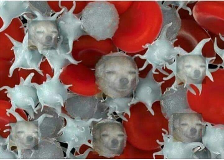 Las plaquetas viendo como te quitas la costra que hicieron para protegerte