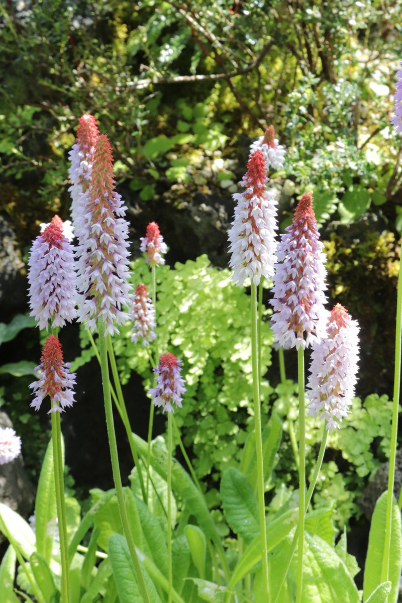 تويتر 咲くやこの花館 على تويتر ただいま プリムラ ビアリー が見頃を迎えております 春らしい植物で大変可愛らしいですね こちらは雲南 四川などに分布し 標高２８００ ４０００mの湿地で見ることができます 実はサクラソウの仲間なんですよ 涼しい高山