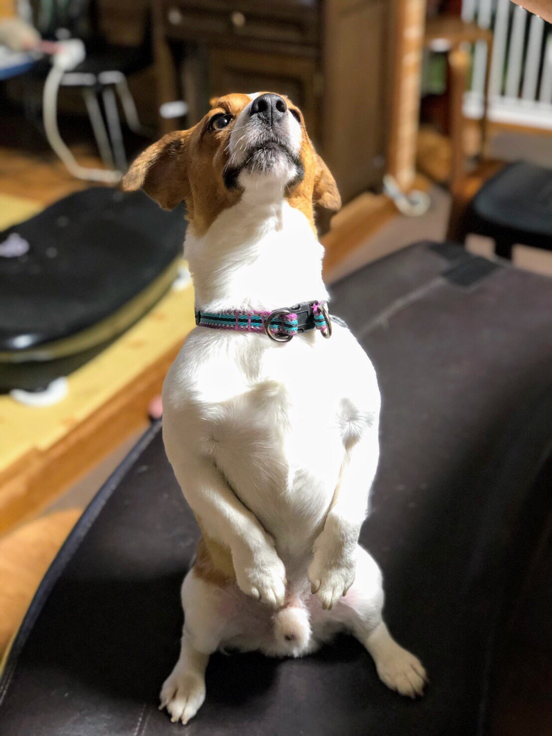 Honma Adv150 チンチンのお手本 ジャックラッセルテリア Jackrussellterrier Dog 犬 T Co Vtd6bclxn2 Twitter