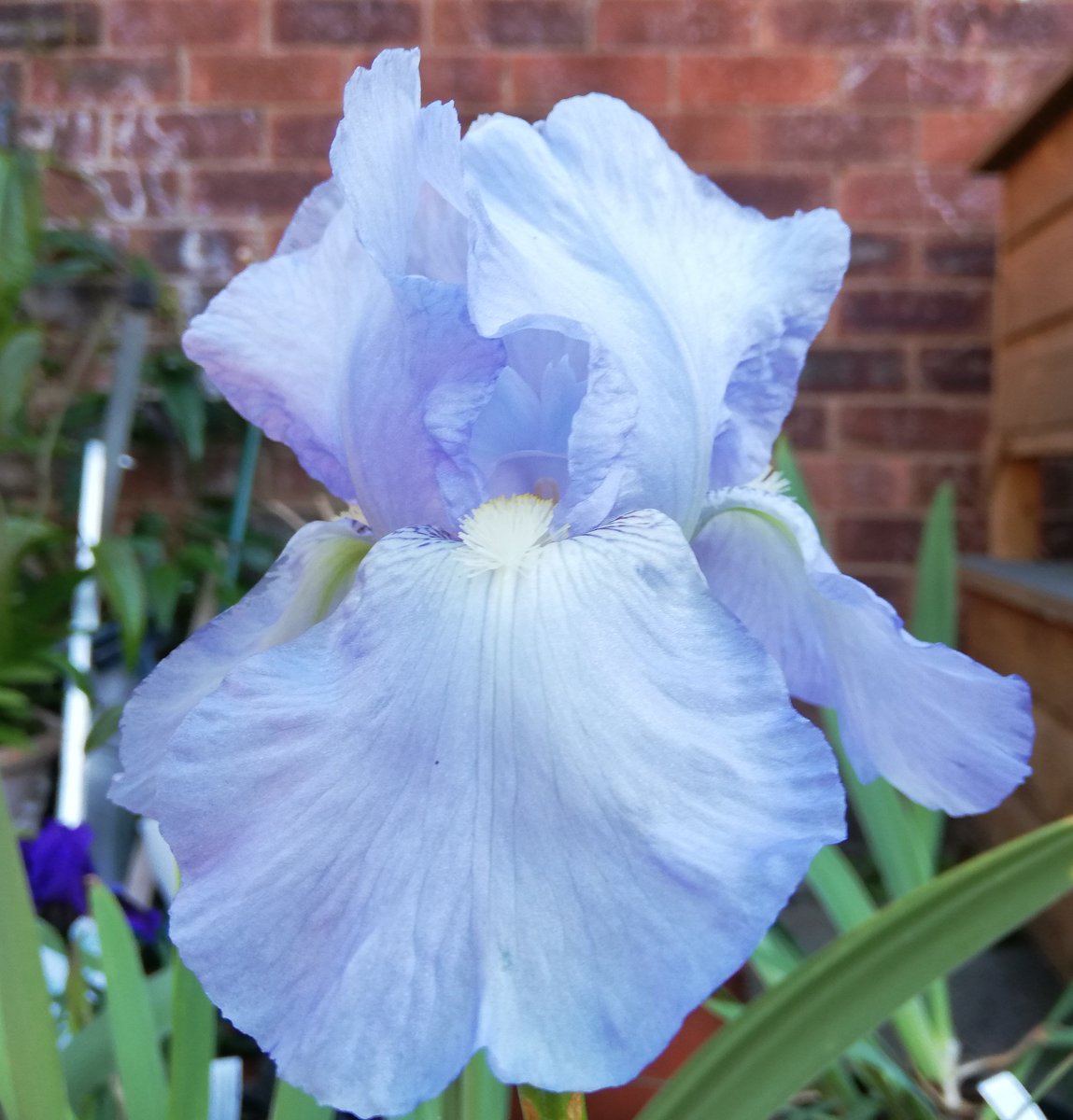 themanicbotanic's tweet photo. Jane Philips https://t.co/nx7x4OFmBV
