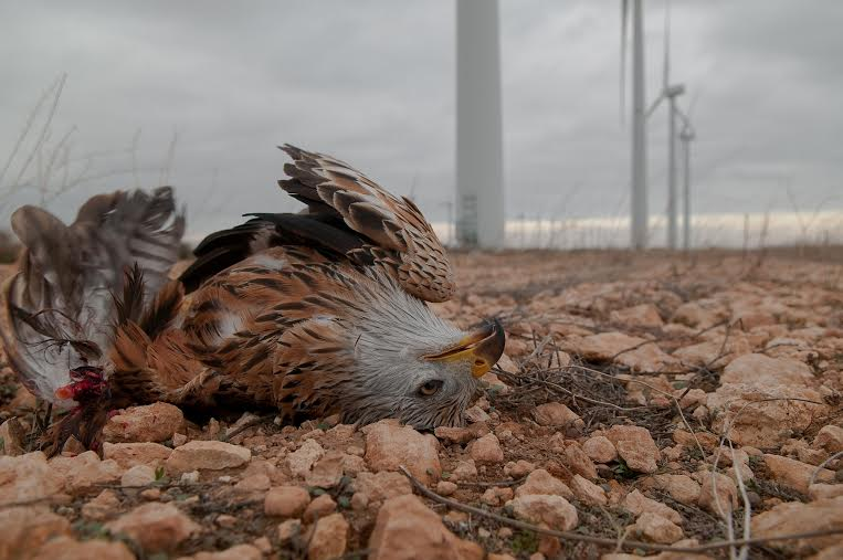 Red-kite fatally injured in collision with wind turbine blade