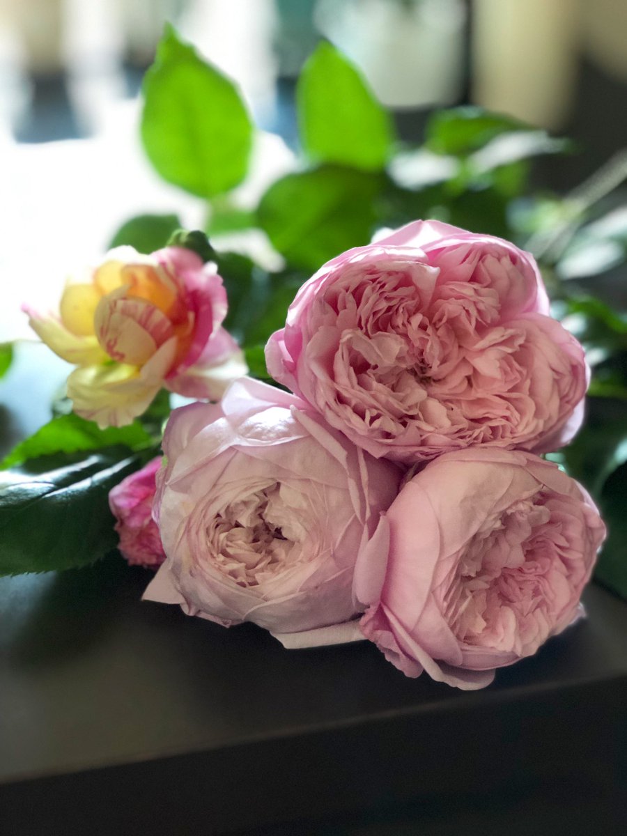 O Xrhsths てふ Sto Twitter 株を育てたいので 早めにカット スピリットオブフリーダムは花弁数が一番多いerだったはず ミルラ フルーツの香り 沢山咲くように育てたいです 奥に一輪 エドゥアールマネも イングリッシュローズ スピリットオブフリーダム