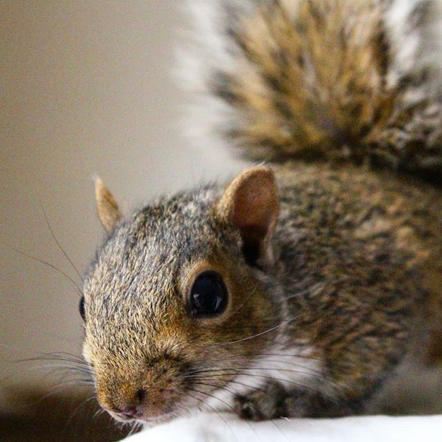 save_the_greys's tweet photo. Who are you?? What's your agenda?? Have you signed the petition to let us live in peace? Have you got nuts????
.
#squirrel #greysquirrel #saveanimals #helpanimals #petition #fightlikeasquirrel #worldofwildlife #worldofsquirrel #unearthlygrey #animalright… https://t.co/P0LuInKJNQ https://t.co/VUw9Fc89uE