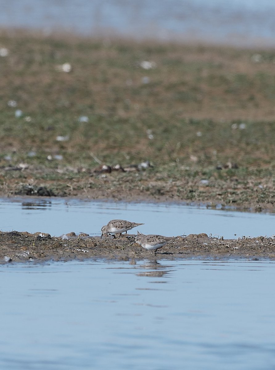 Mike Ball tweet media